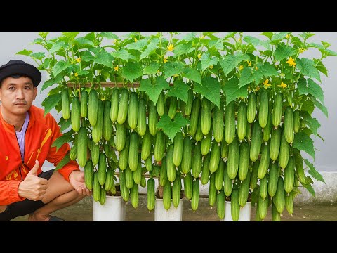 Видео: Мой секретный трюк, как вырастить больше огурцов в пластиковых бутылках