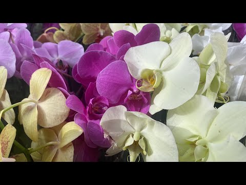 Видео: Была в садовом центре🌸🌸🌸 новинки🤩