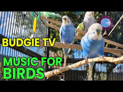 Видео: Budgie TV: Музыка для птиц