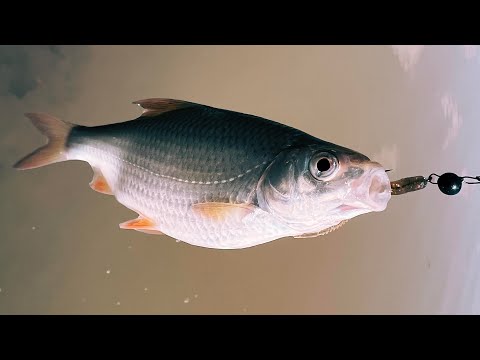 Видео: ДА СКОЛЬКО ТУТ РЫБЫ? Аномальная рыбалка! Рыбалка весной 2022 на микроджиг!