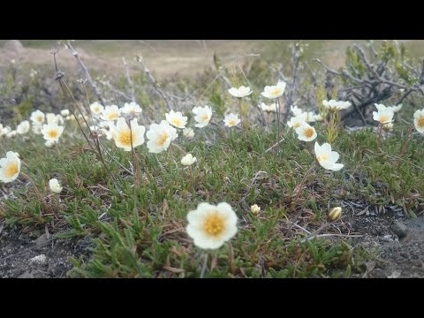 Видео: Норильск. Ранняя весна. Тундра просыпается. Первый выход. Где-то под Дудинкой..