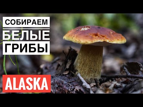 Видео: Белые Грибы в Штате Аляска Северная Америка Хороший Урожай \ Mushroom Hunting in Alaska King Bolete