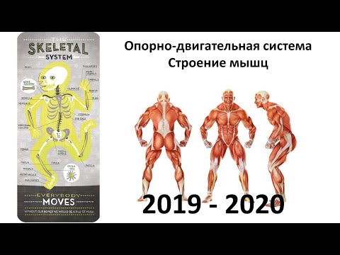 Видео: 11. Мышцы 
(8 класс) - биология, подготовка к ЕГЭ и ОГЭ 2020