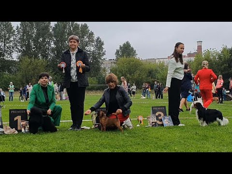 Видео: 31.08.2025, СПб. Клуб "Глэд" (РКФ, РФСС). Выставка собак САС 9 группы FCI