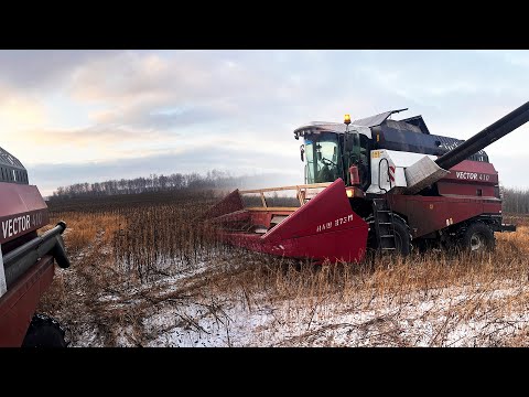 Видео: УБОРКА ПОДСОЛНЕЧНИКА 2024! РАБОТАЮ НА КОМБАЙНЕ ВЕКТОР-410