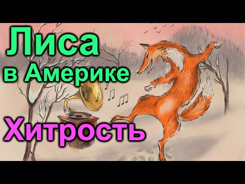 Видео: Лиса в Америке. Хитрость зашкаливает. Весело живет Лиса то смех то слёзы