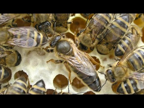 Видео: Качественные матки, какие они)