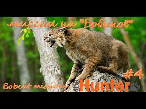 Видео: theHunter Classic #4/ Миссии на рысь/ Bobcat missions