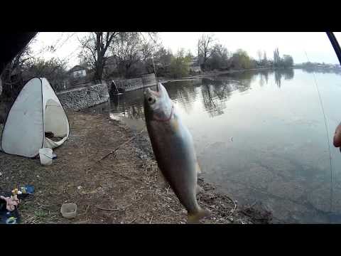 Видео: Форель на фидер. Ловля форели на пасту. Рыбалка в Алматы. Весна 2019 Седьмой нагульный!!!
