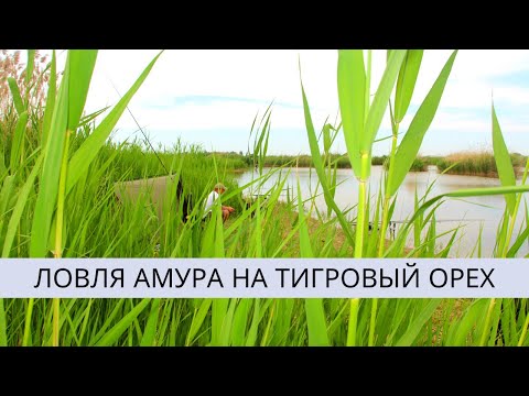 Видео: ЛОВЛЯ АМУРА НА ТИГРОВЫЙ ОРЕХ