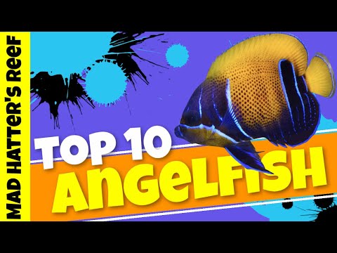 Видео: 10 самых крупных рыб-ангелов