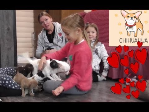 Видео: Как ВЫБИРАЮТ щенка ЧИХУАХУА у нас в питомнике? Выпуск №2