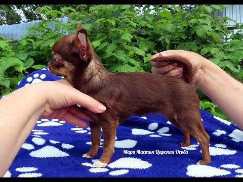 Видео: Что такое социализация #щенка родителями ? 09.10.25 Царская Особа нашла НОВЫЙ дом #купитьчихуахуа