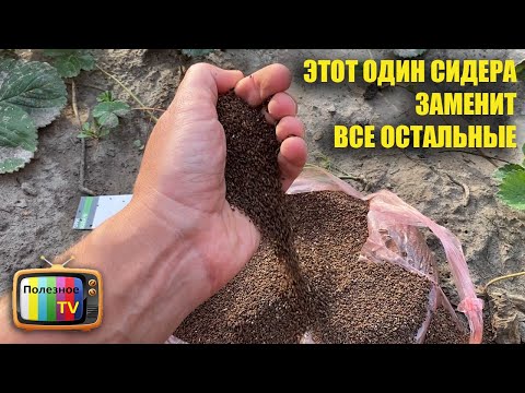 Видео: Этот один сидерат заменит все остальные вместе взятые! Почва станет плодородной, рыхлой и влагоемкой