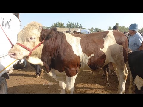 Видео: МОЛБОЗОРИ КУМСАНГИР КАМУНИЗММ НАРХУ НАВОИ МОЛҲОИ ФУРӮШИ МАРҲАМАТ ТАМОШОИ ХУБ ДУСТОН 