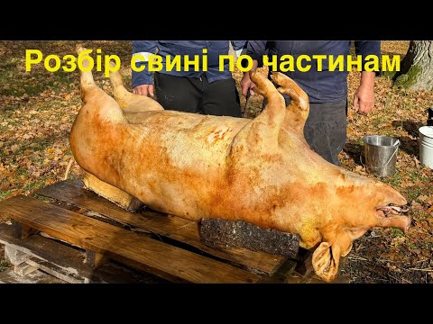 Видео: Розбір свині. Поетапно відділяємо жир, сало, мʼясо, ребра. 