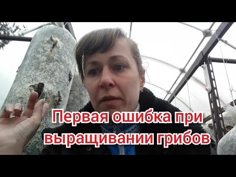 Видео: Первая Ошибка по Выращиванию Грибов Вешенки  / Подводим Итоги по Сбору Урожая Первой Волны