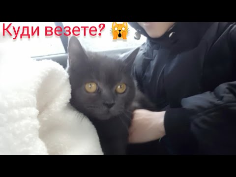 Видео: Vlog Везем до ветеринара 