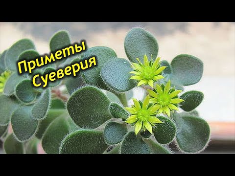 Видео: Дерево любви в доме. Приметы и суеверия об аихризоне.