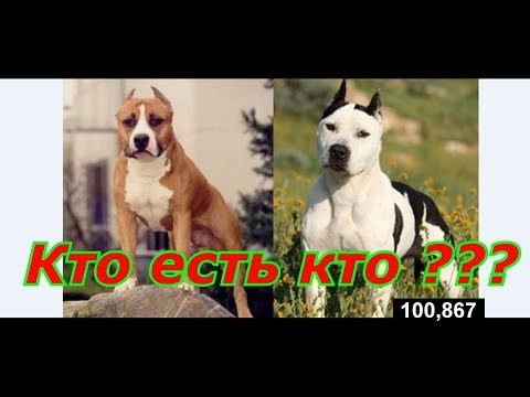 Видео: Как отличить Питбуля от Ам Стаффа о происхождение породы
