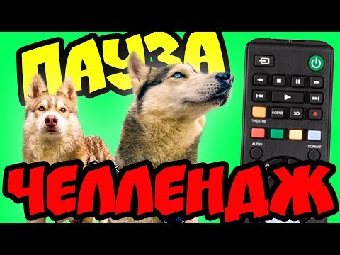 Видео: ПАУЗА ЧЕЛЛЕНДЖ (Хаски Бублик) Говорящая собака Мистер Бубл