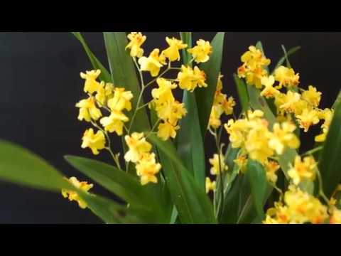 Видео: ВИТРИНА для ОРХИДЕЙ + Орхидея Oncidium Twincle Gold, новичок.