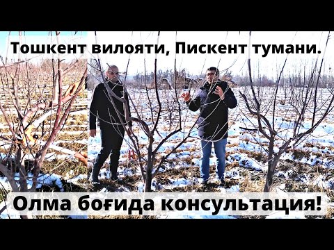 Видео: Олма боғида кесиш!