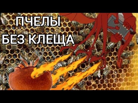 Видео: ЭТО ДЕЛАЕТ ПЧЁЛ ЗДОРОВЫМИ