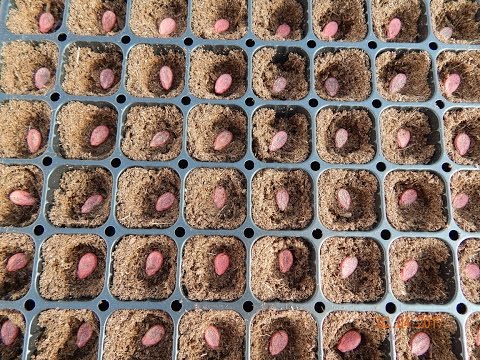 Видео: Посев арбуза в кассеты. 2.04.17