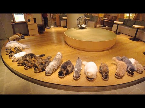 Видео: Прекрасное самое большое кафе для кошек в Синдзюку, Токио Кэт Кафе Мокко