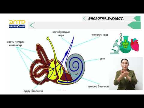 Видео: СЕЗҮҮ ОРГАНДАРЫ