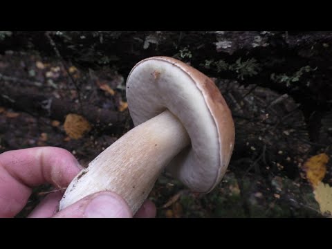 Видео: ВОТ ТАК БАБУШКИ!!! С бабушками в лесу по грибы! БАБУШКИ БОЛЬШЕ НАС НАБРАЛИ ГРИБОВ!