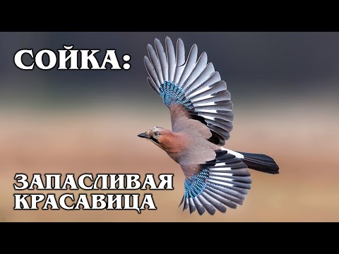 Видео: СОЙКА: Имитирует голоса и предупреждает лес об опасности | Интересные факты про птиц и животных