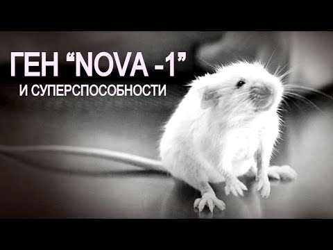 Видео: Ген человеческого языка, введённый мышам, привёл к странным эффектам.