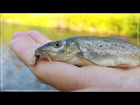 Видео: За мрени на Струма и Джерман