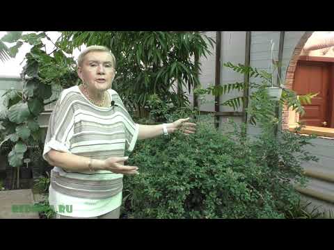 Видео: Муррайя (лат. Murraya)  Наш апельсиновый жасмин.