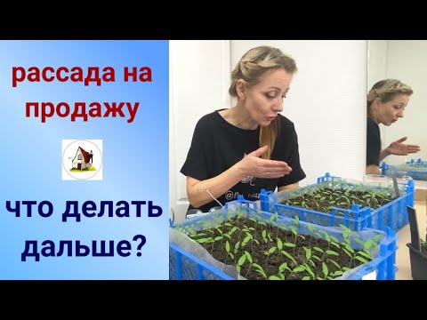 Видео: 4. Рассада на продажу. Замена на резерв.