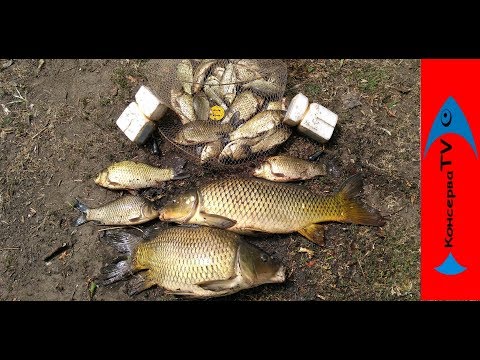 Видео: Ловля САЗАНА и  огромных КАРАСЕЙ на САМОДЕЛЬНЫЕ КРУЖКИ