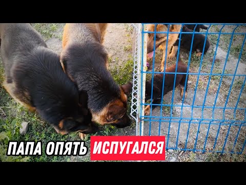 Видео: РЕАКЦИЯ ЩЕНКОВ НА БОЛЬШИХ СОБАК