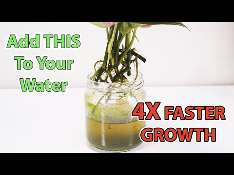 Видео: Эксперимент по размножению потоса с удобрениями (УДИВИТЕЛЬНЫЕ РЕЗУЛЬТАТЫ)