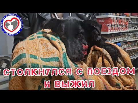 Видео: Его нашли на ж/д дороге без нижней челюсти...Спасение БОРЦА СЕРГЕЕВИЧА.