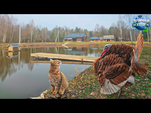 Видео: Счастливые животные все за решёткой с сегодняшнего дня. Ресторанное блюдо за смешные деньги.
