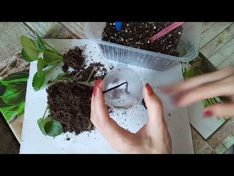 Видео: Детки фиалки! Пересадка : лучшая стимуляция для роста!