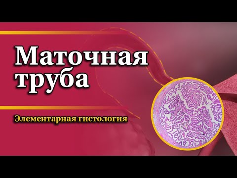 Видео: Маточная труба | Элементарная гистология