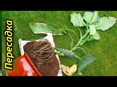 Видео: Пересадка и омоложение Диффенбахии. Как пересадить Диффенбахию с длинным стволом.