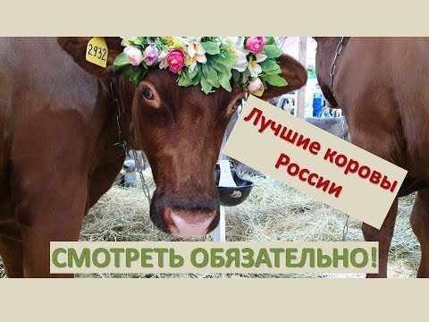 Видео: Обзор пород КРС//Парад коров//Дойка