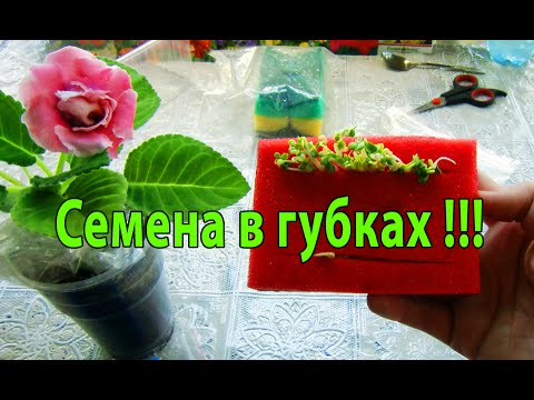Видео: 🍅🍅🍅СЕМЕНА В ГУБКАХ !   БЫСТРО И ЛЕГКО !!! Люблю всё эффективное