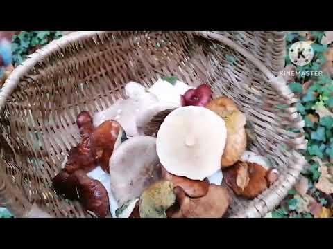 Видео: Гуляю по лесу и болтаю