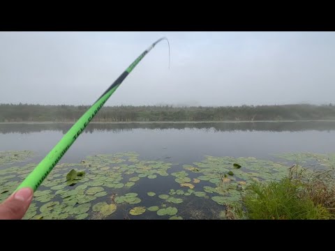 Видео: КАРАСИ ГНУТ УДОЧКУ В ДУГУ! КЛЮЮТ ОДИН ЗА ДРУГИМ! Рыбалка на Озере! #рыбалка