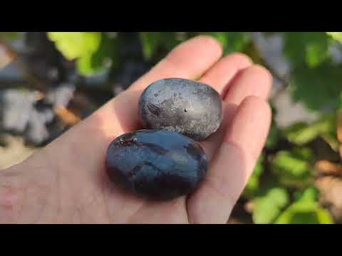 Видео: Виноград Торнадо рекомендую